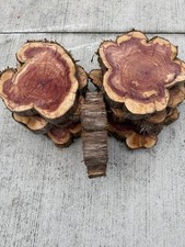 Eastern Red cedar Rounds. Large 10-14” Rustic Rough Sawn Wood Slices 2” Thick picture