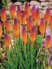 25 Orange Purple Hot Poker Torch Lily Flower Seeds Perennial Seed  picture
