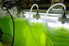 16.9 Oz Clean Indoor Green Water Culture Chlorella picture