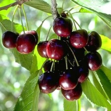 50+ BLACK CHERRY SEEDS | SWEET EDIBLE FRUIT | USA Native Tree #21 picture