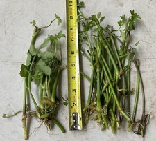 20 Bare Root Minari (Oenanthe javanica) (LEAVES TRIMMED OFF) picture