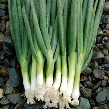 200 EVERGREEN BUNCHING ONION SEEDS ~ heirloomseedguy ~ 2026 ~ NON-GMO picture