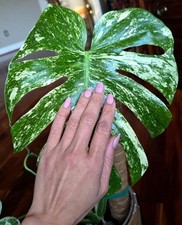Rare XL Monstera Thai White Monster 25