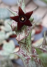 1xOrbea decaisneana Stem – Rare Carrion Flower Succulent Starfish “cactus” 紫龙角 picture