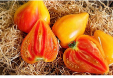 120+ Orange Oxheart Tomato Seeds ---------- Heirloom -- NON GMO - FRESH --- RARE picture