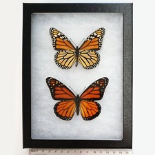 Danaus plexippus VERSO + RECTO orange monarch butterfly USA Framed Pair picture