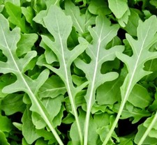 1000++ ROCKET ARUGULA SEEDS  (Eruca sativa) | Non-GMO | Heirloom | USA SHIPPING. picture