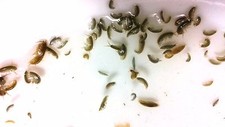 1 PORTION = 100+ AMPHIPODS LIVE SALTWATER FISH FOOD GREAT CLEANERS TOO  picture