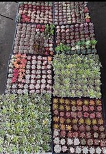 10 packs Of 2” Pot live Mix Succulent Plants fully Rooted in 2