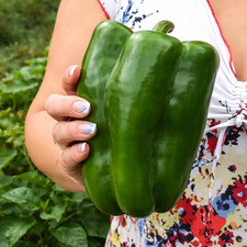 100 Heirloom Emerald Giant Pepper Seeds - Giant Sweet Green Bell Pepper -No Heat picture