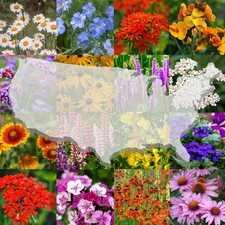 Bulk Wildflower Seed Mix - 1 Pound, All Zones Perennial Mix, Covers 2,000 SQFT picture