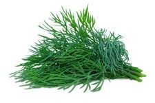 250 BOUQUET DILL SEEDS | SALE  NON GMO picture