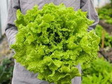 1000 BLACK SEEDED SIMPSON LETTUCE SEEDS ~ heirloomseedguy ~ 2027 ~ NON-GMO picture