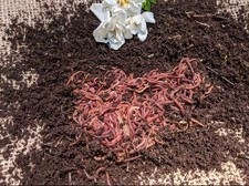 100 Live Red Wiggler worms,FREE Shipping (Compost Worms)--No Blues picture