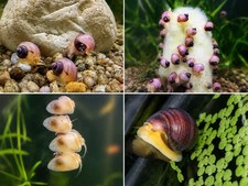 Live Freshwater Mystery Snails – Magenta / purple picture