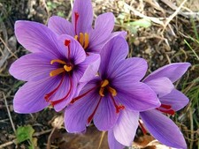 12 Crocus Sativus-