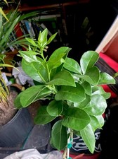 Grafted Moro Blood Orange 3' (Citrus sinensis) 1 Gal Treepot picture