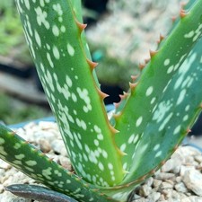 Aloe camperi ‘cornuta’ 5 Seeds  picture