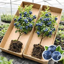 2 Blueray Blueberry Tree Seedlings Live Plant – Fruit Bearing Blueberry Bush picture