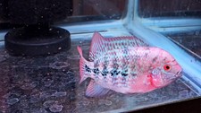 Hight quality Male Vieja hybrid Avatar Gene. Size 3