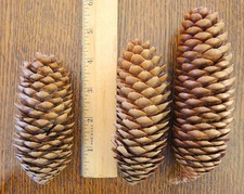 46 Norway Spruce Pine Cones for Crafts and Decorations Dry, Bug Free, All Open picture