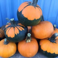 10 Batwing Pumpkin Seeds for Planting - Pumpkins Appear to Have a Black Cape picture