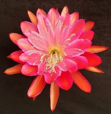 Epiphyllum 'Collection Of Cuttings' - 20 Unrooted Cuttings Instant Collection picture