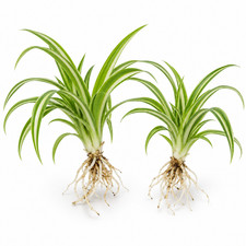 2 Rooted Spider Plant Pups - Pot Not Included picture