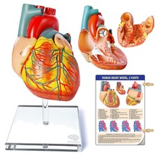 Realistic Life-Size Heart Model for Anatomy - Ideal for Classrooms and Clinics picture