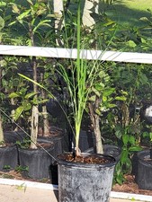 Pseudophoenix vinifera 5gal double palm tree picture