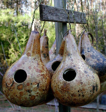 12+ Purple Martin Birdhouse Gourd Seeds ------------------- Heirloom -- Organic picture