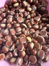 10 lb Fresh Organic Chestnuts - Gathered Daily USA / FAST  picture