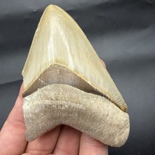 HEARTBREAKER MEGALODON SHARK TOOTH FOSSIL SWFL 3.95” NO REPAIRS picture
