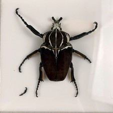Goliathus Goliath Beetle Male Specimen Acrylic Display Africa 93mm 1976 picture