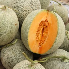 35 HALES BEST CANTALOUPE MELON SEEDS ~ heirloomseedguy ~ USA ~ 2027 picture