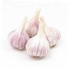 Gourmet Chesnok Red Garlic Bulbs Hard Neck - 4 Bulbs - Garlic To Plant For picture