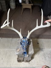 Custom Hand Painted Whitetail Deer Skull Huge Antlers - ONE OF A KIND picture