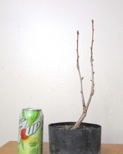 Gingko Biloba for mame shohin bonsai tree  picture