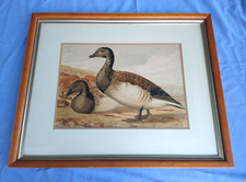 Alexander Pope Jr Antique Lithograph of Brant Goose Late 1800's - 1900s picture