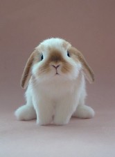OAAK Realistic Lop Eared Bunny Rabbit Artist Soft Sculpture Decor picture