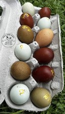 16 Olive Egger/Copper Marans/Silverudd/Cream Legbar Hatching Eggs MIXED Dozen  picture