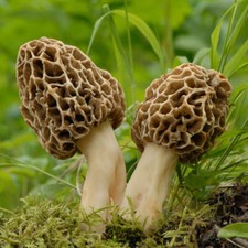 Yellow Morel (Morchella esculenta) Liquid Culture picture