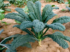 2,000 Heirloom Lacinato Kale Seeds AKA Italian Dinosaur Kale Cruciferous NonGMO picture