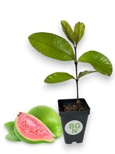 Pink Guava Plant –  Psidium Guajava - Live Plant picture