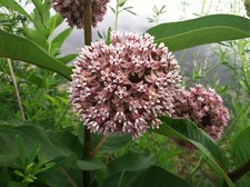 Common Milkweed Seeds, Attract Monarch Butterflies, Native Wildflower, Easy Grow picture