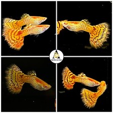 1 Trio☆ Albino Yellow King Cobra - High Quality Guppy Live Fish - Top Grate A+++ picture