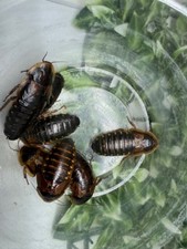 Dubia Feeder Roaches Arboreal Attitudes LLC  (Blaptica Dubia) picture