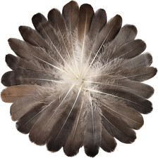 120Pcs Natural Gray Goose Feathers 6-8 Inch 15-20Cm Decorative picture