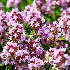 2000 Wild Thyme Seeds -Creeping THYME - LEMON THYME (Thymus Pulegioides) Non-GMO picture