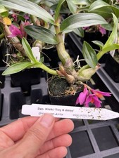 ORCHID Plants  Den Hibiki  Tiny bubble in bud / bloom 3 in pot picture